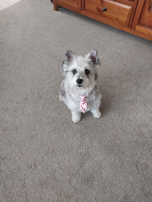 KNomNoms Assorted Dog Treats (250g)