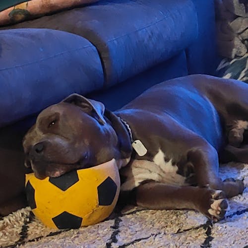 New Zealand Dog Kibbles and Dog Treats Bundle Deals