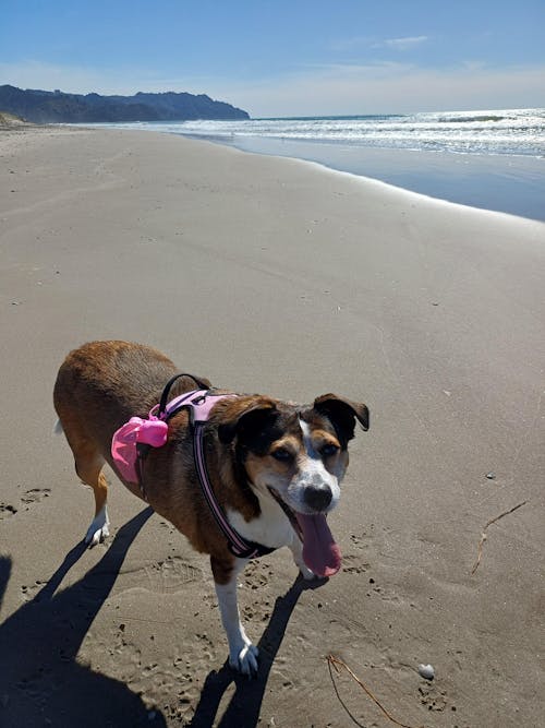 New Zealand Grain-Free Adult Dog Food (12/24 KG)