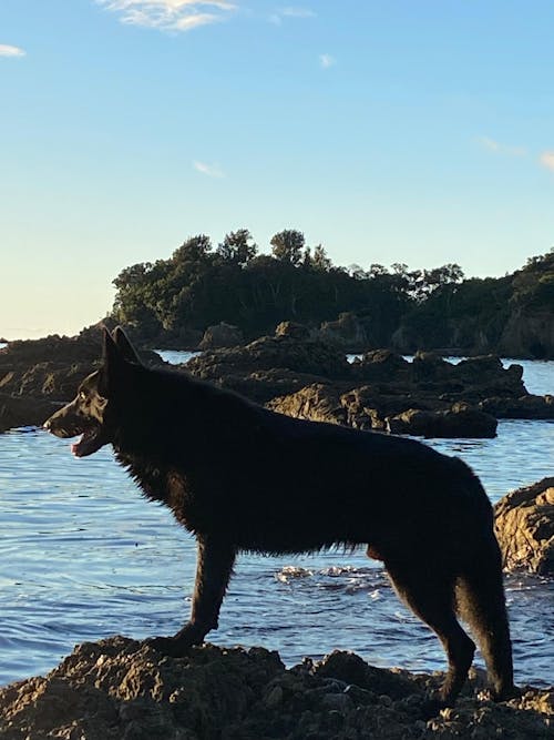 New Zealand Dog Food with Grains for Adult Dogs (12/24 KG)