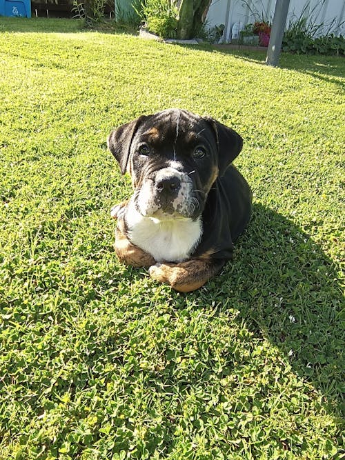 Awesome Pawsome Dog Treats