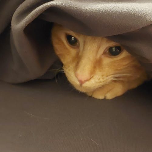 New Zealand Grain-Free Cat Food for All Life Stages (3/9 KG)