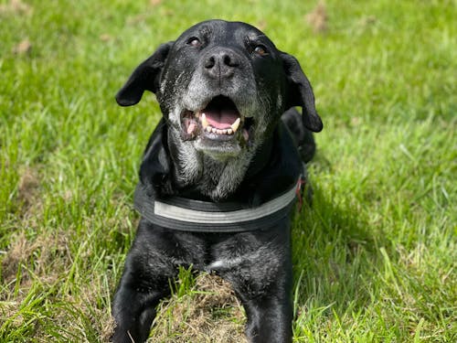 New Zealand Grain-Free Adult Dog Food (12/24 KG)