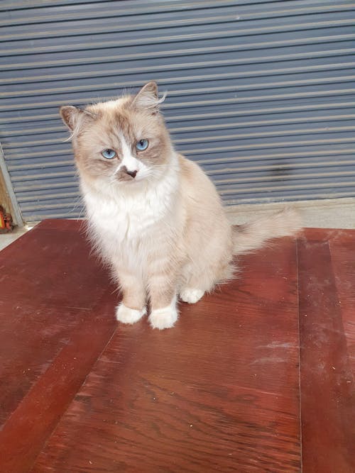 New Zealand Grain-Free Cat Food for All Life Stages (3/9 KG)