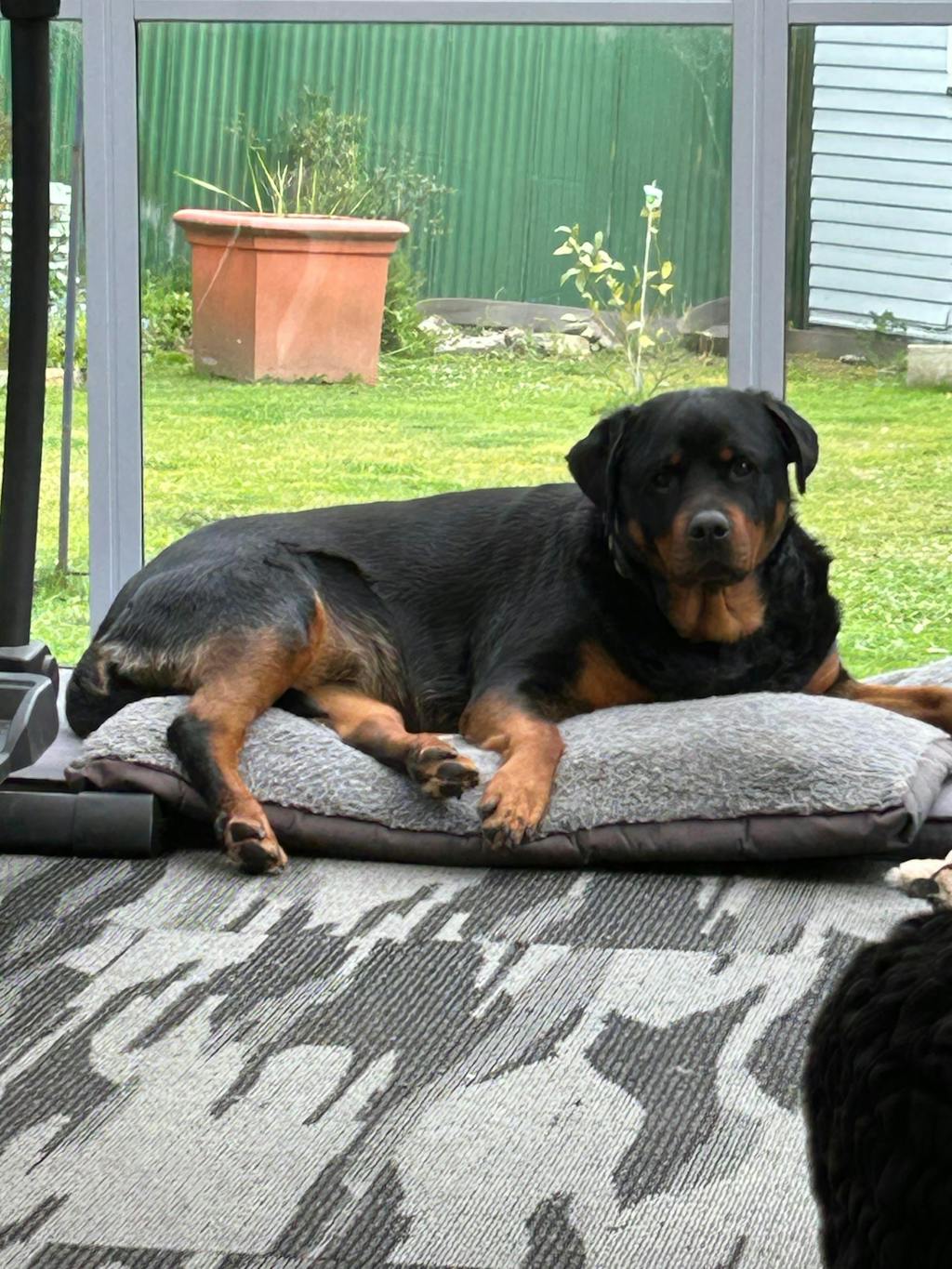 New Zealand Grain-Free Adult Dog Food (12/24 KG)