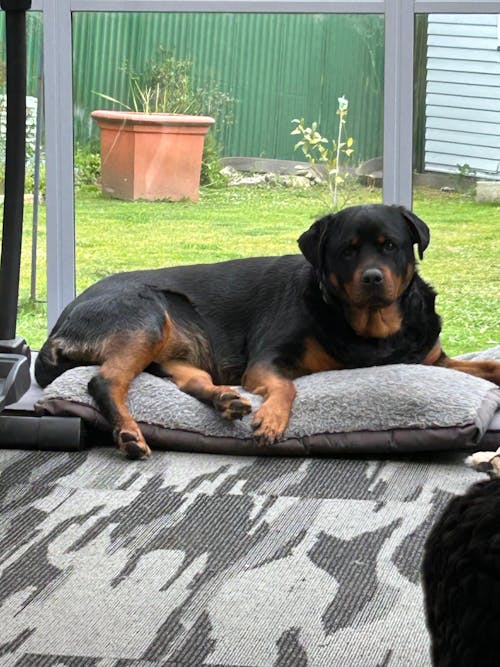 New Zealand Grain-Free Adult Dog Food (12/24 KG)