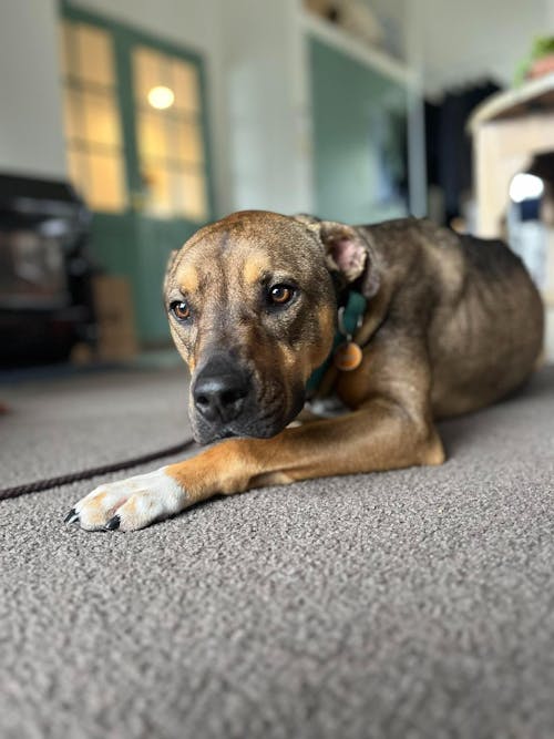 New Zealand Grain-Free Adult Dog Food (12/24 KG)