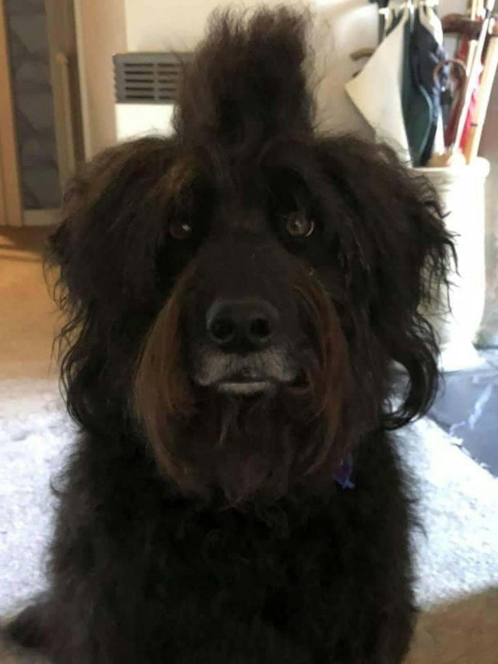 Kooky Kibble Adult Dry Dog Food Starter Kit (200g)