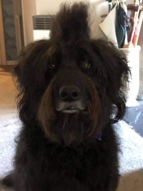 Kooky Kibble Adult Dry Dog Food Starter Kit (200g)