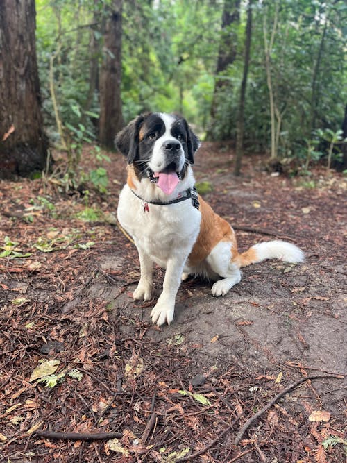 New Zealand Grain-Free Adult Dog Food (12/24 KG)