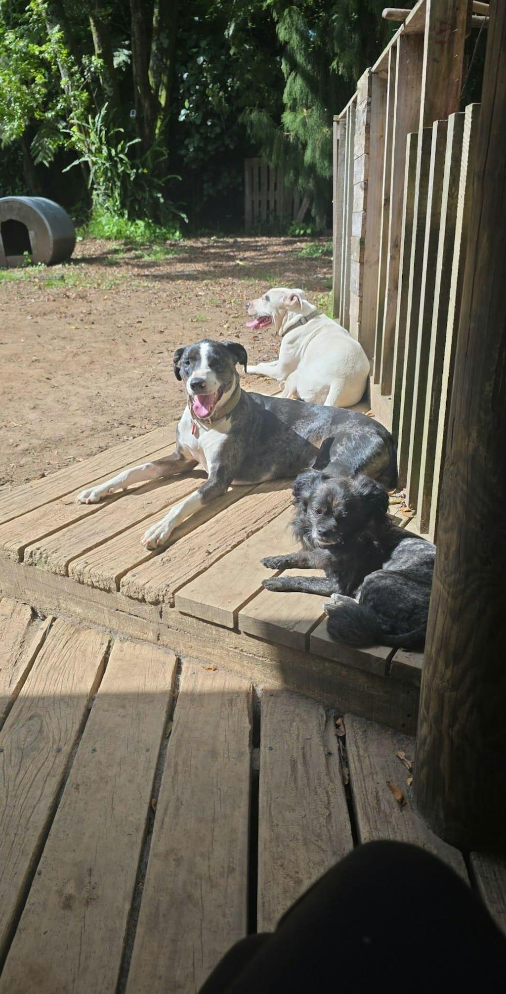 New Zealand Grain-Free Adult Dog Food (12/24 KG)