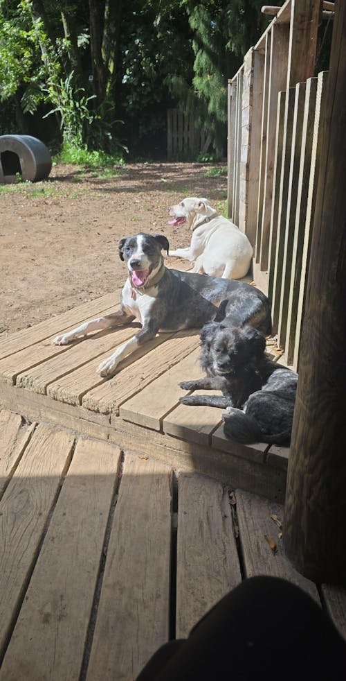 New Zealand Grain-Free Adult Dog Food (12/24 KG)