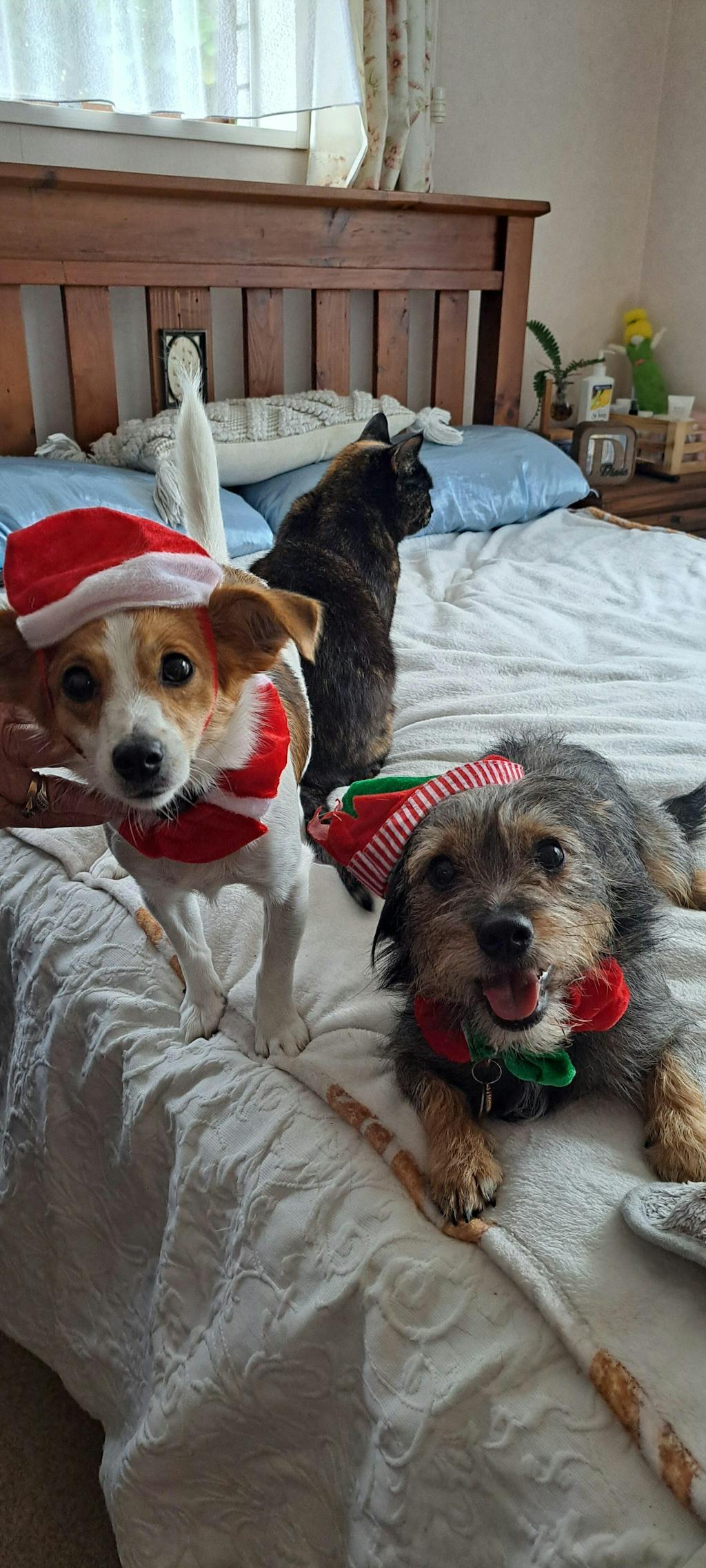 New Zealand Dog Food with Grains for Adult Dogs (12/24 KG)