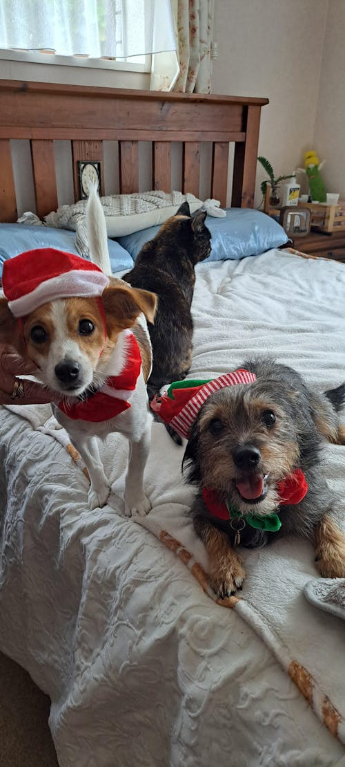 New Zealand Dog Food with Grains for Adult Dogs (12/24 KG)