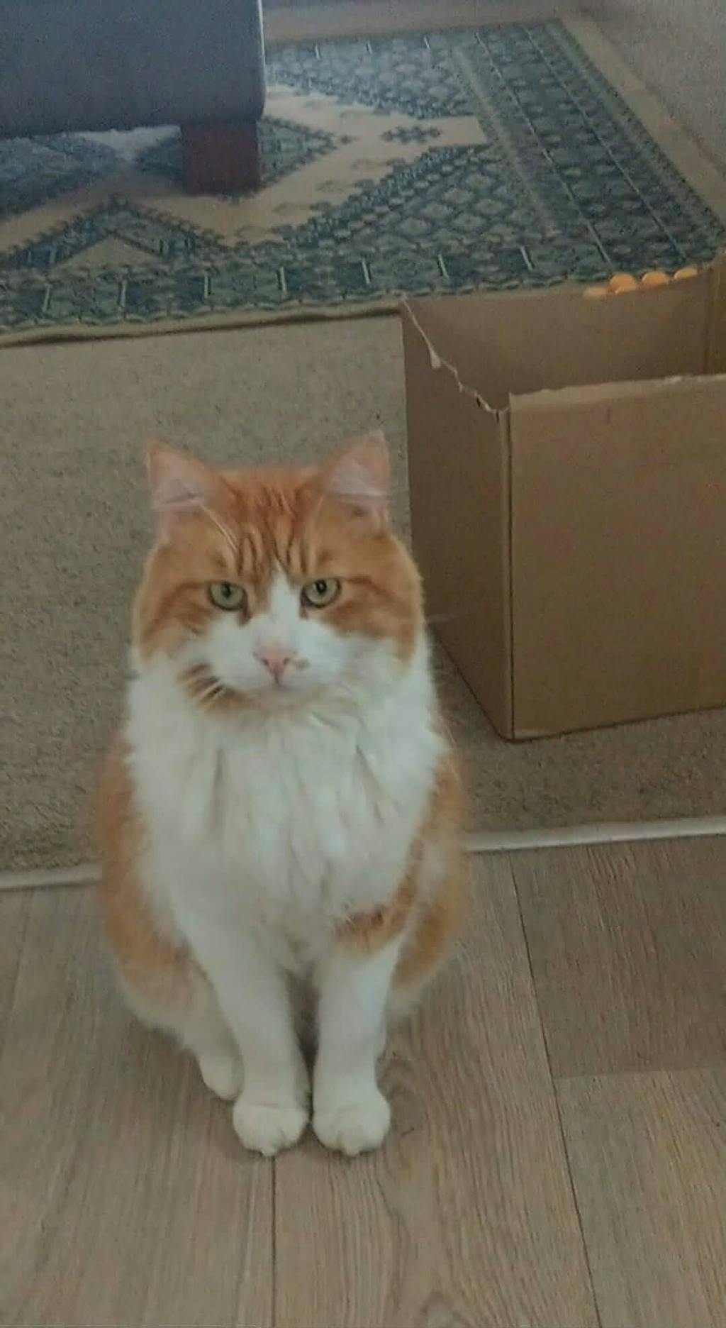 New Zealand Cat Food with Grains for All Life Stages (3/9 KG)