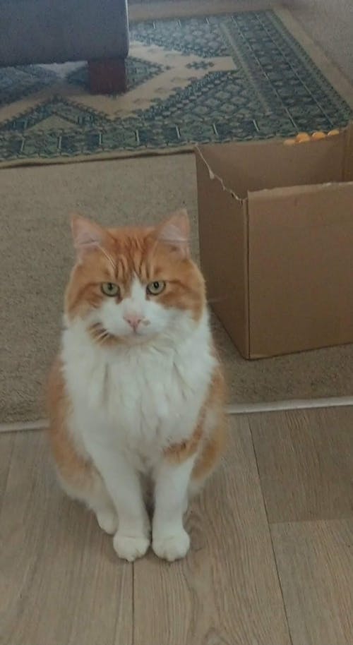 New Zealand Cat Food with Grains for All Life Stages (3/9 KG)