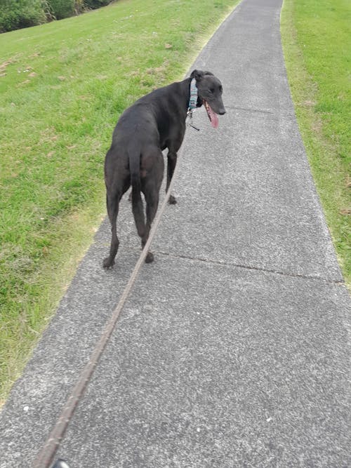 New Zealand Grain-Free Adult Dog Food (12/24 KG)