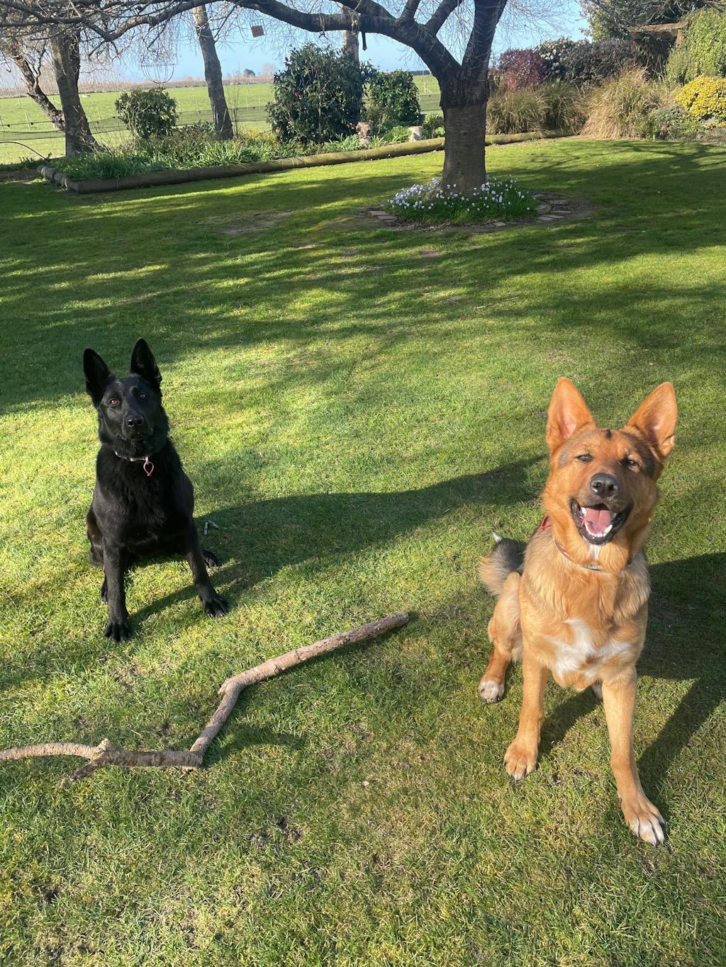 New Zealand Grain-Free Adult Dog Food (12/24 KG)