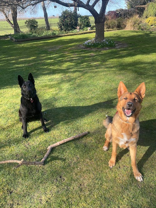 New Zealand Grain-Free Adult Dog Food (12/24 KG)