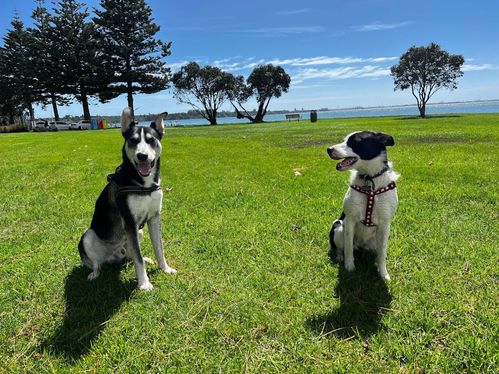 New Zealand Grain-Free Adult Dog Food (12/24 KG)