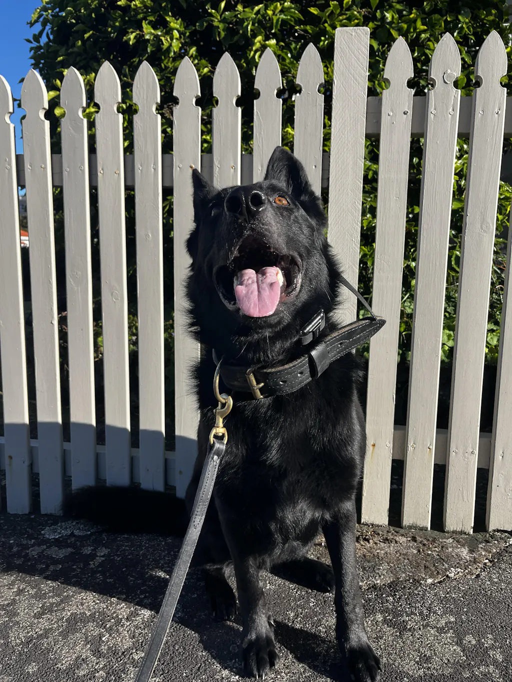 New Zealand Grain-Free Adult Dog Food (12/24 KG)