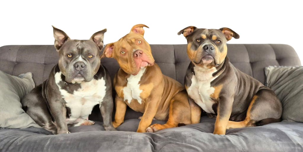 New Zealand Grain-Free Adult Dog Food (12/24 KG)