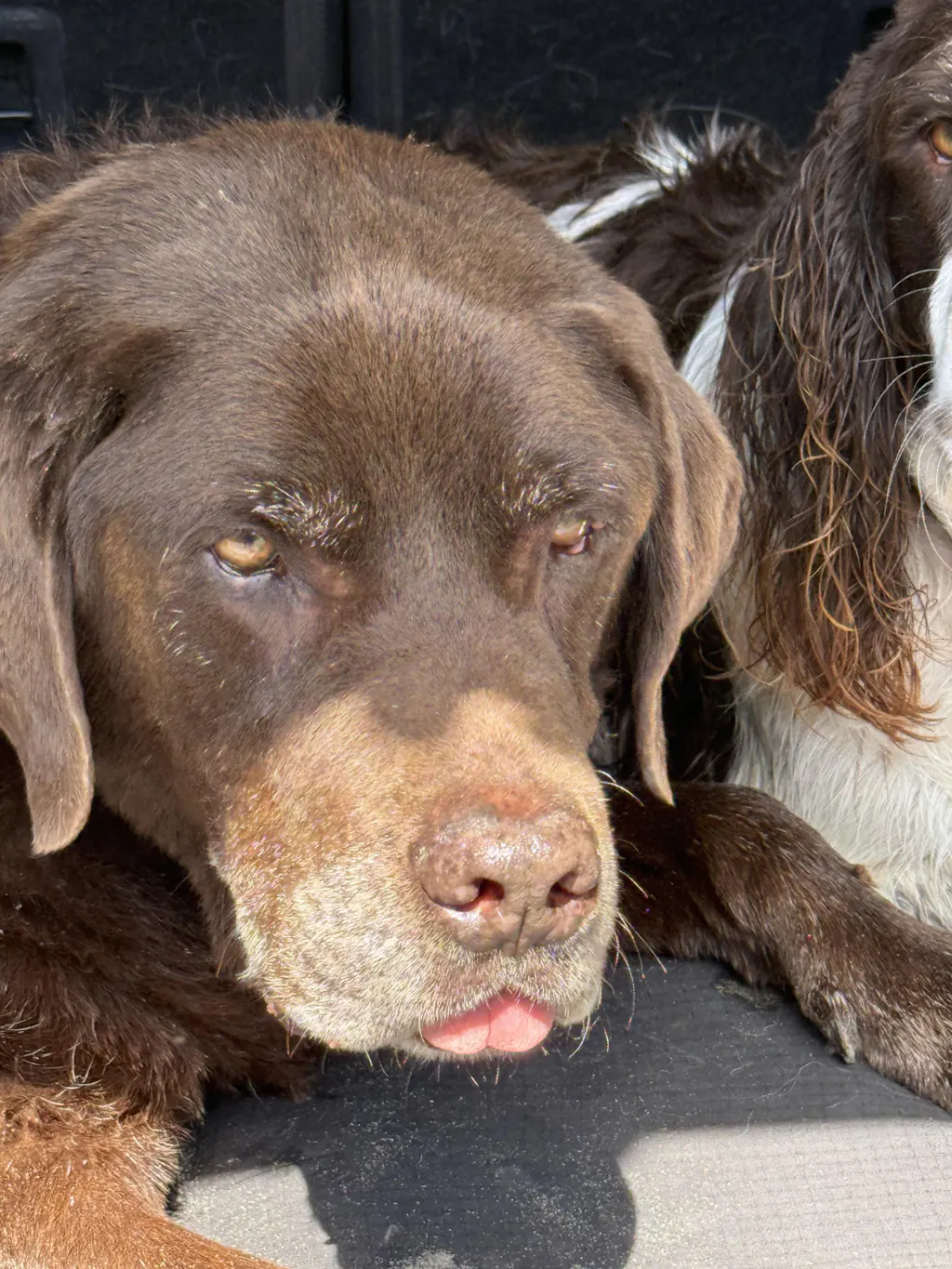 New Zealand Grain-Free Adult Dog Food (12/24 KG)