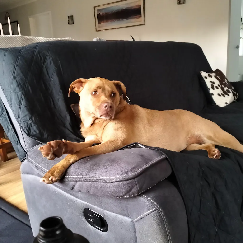 New Zealand Grain-Free Adult Dog Food (12/24 KG)