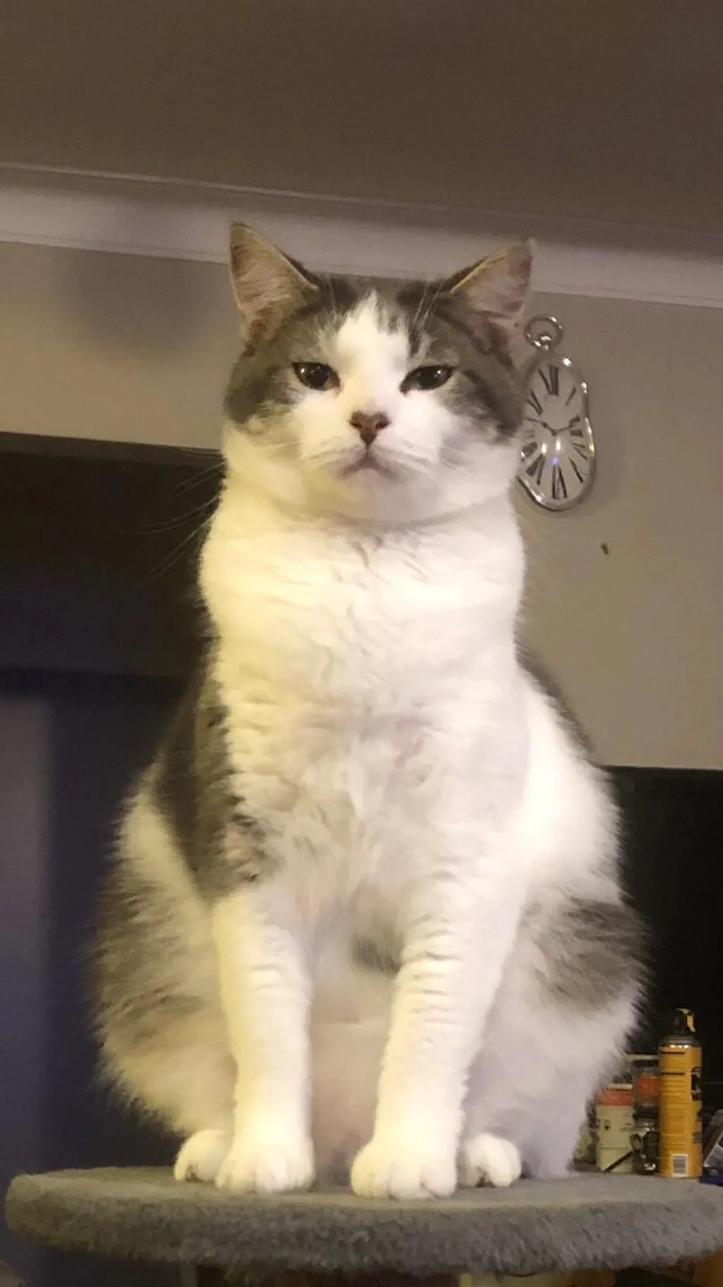 New Zealand Grain-Free Cat Food for All Life Stages (3/9 KG)