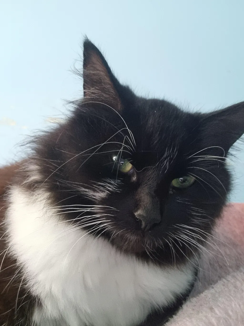 New Zealand Grain-Free Cat Food for All Life Stages (3/9 KG)