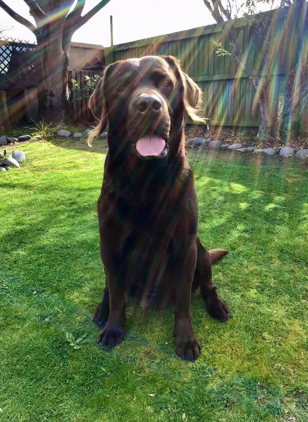 New Zealand Dog Food with Grains for Adult Dogs (12/24 KG)