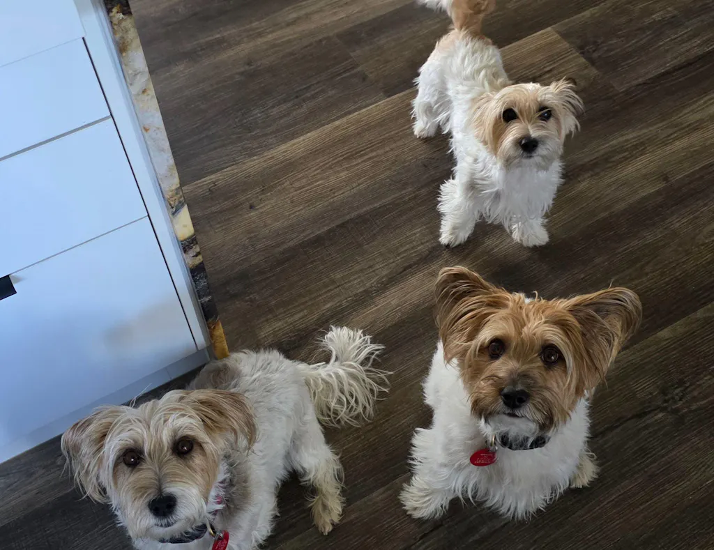 KNomNoms Assorted Dog Treats (250g)