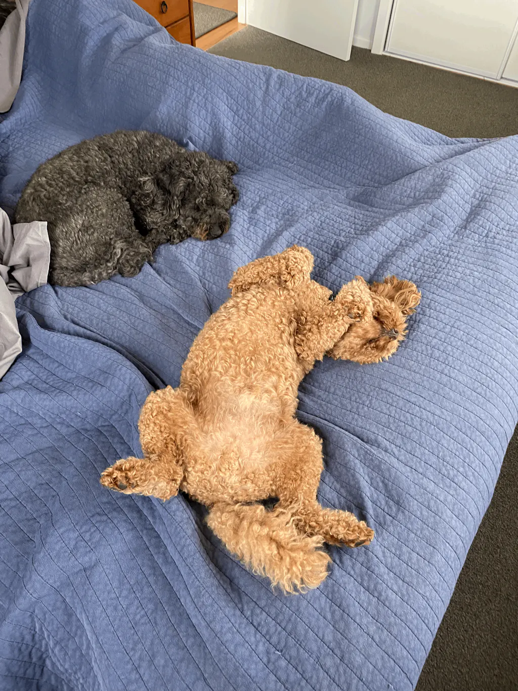 New Zealand Grain-Free Adult Dog Food (12/24 KG)