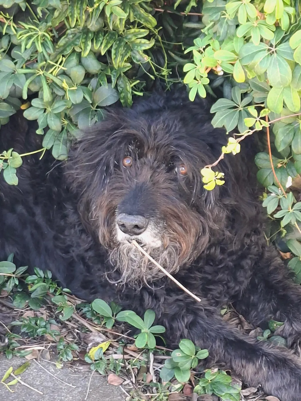 New Zealand Grain-Free Adult Dog Food (12/24 KG)