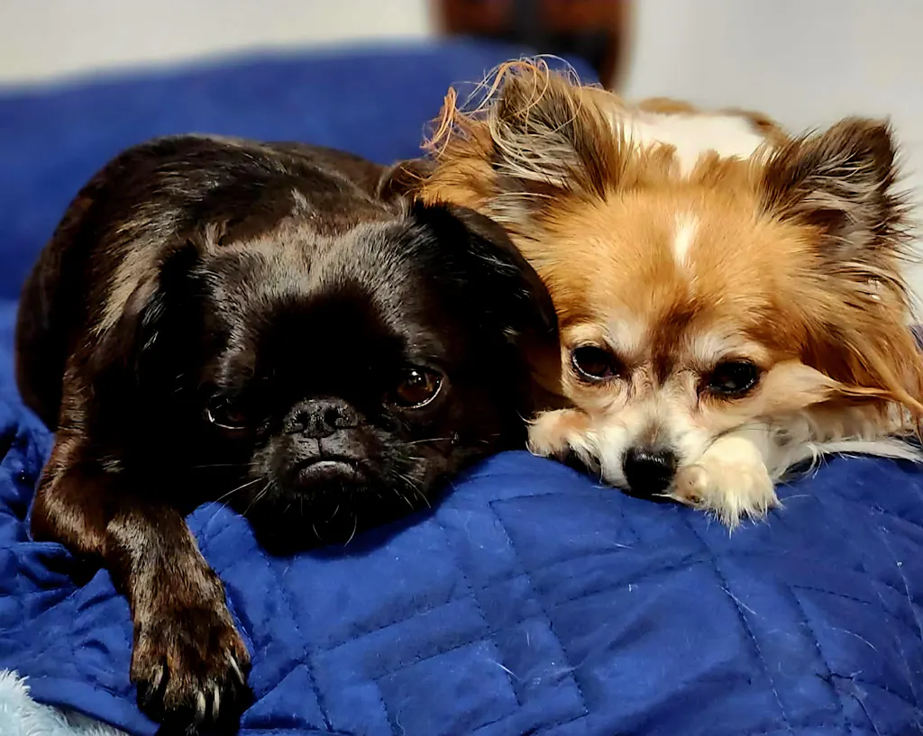 KNomNoms Assorted Dog Treats (250g)