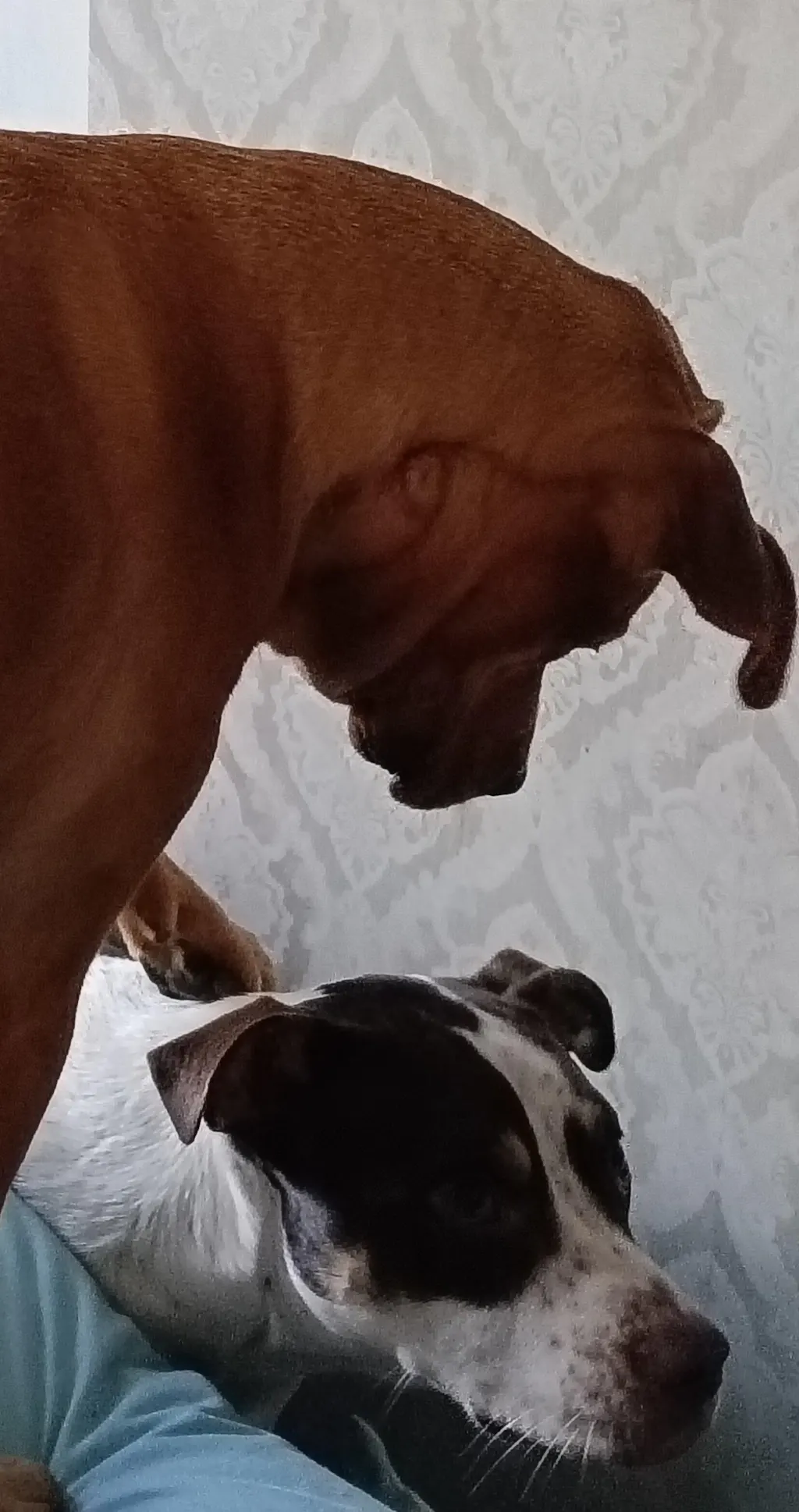 New Zealand Grain-Free Adult Dog Food (12/24 KG)