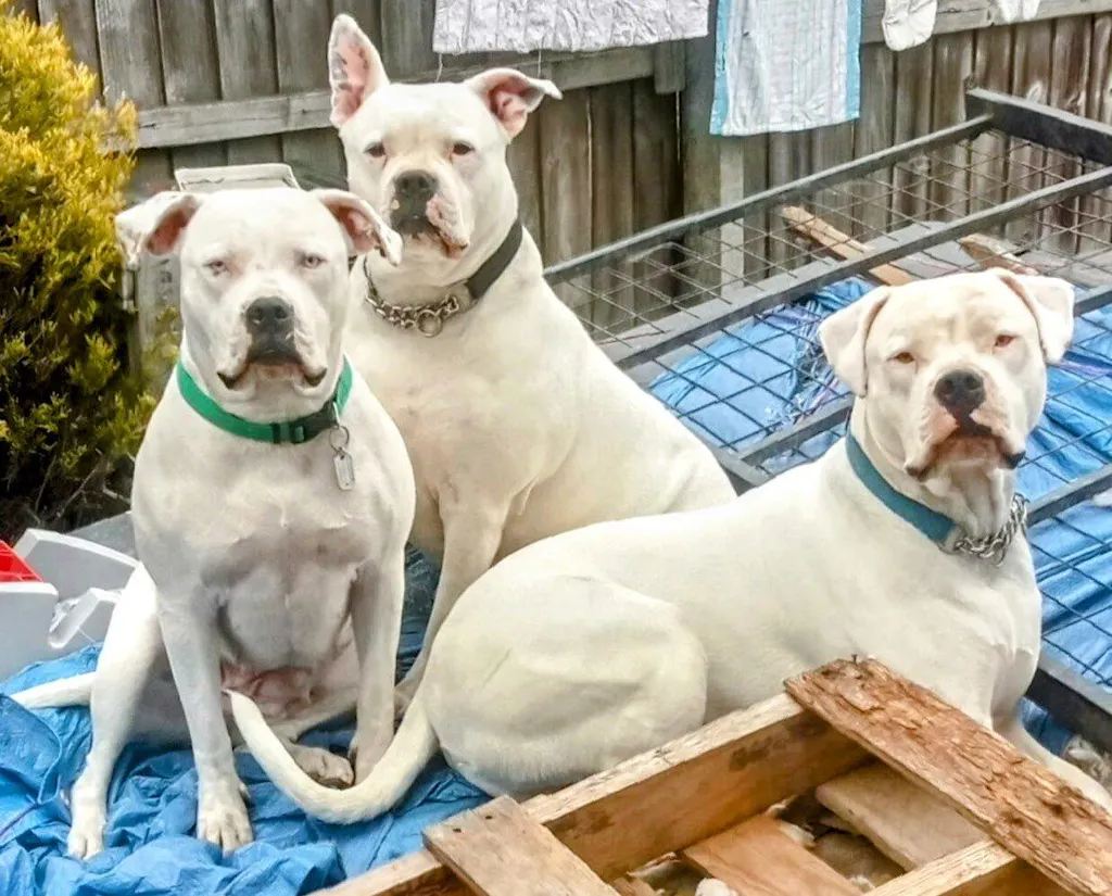 New Zealand Dog Food with Grains for Adult Dogs (12/24 KG)