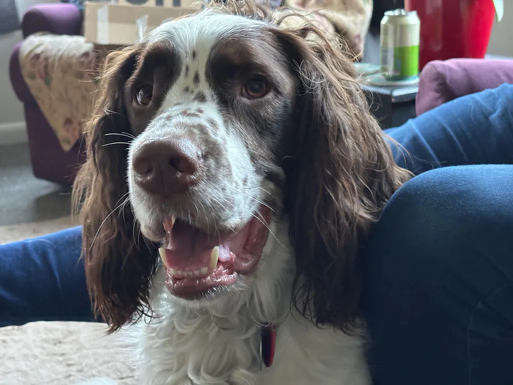 New Zealand Grain-Free Adult Dog Food (12/24 KG)