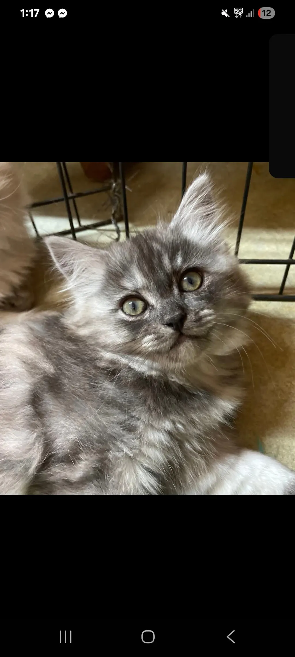 New Zealand Grain-Free Cat Food for All Life Stages (3/9 KG)