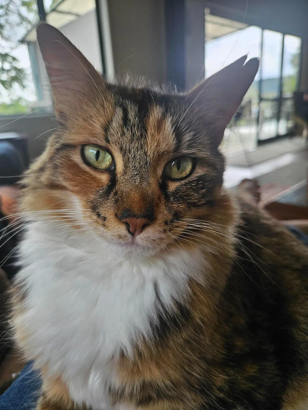 New Zealand Cat Food with Grains for All Life Stages (3/9 KG)