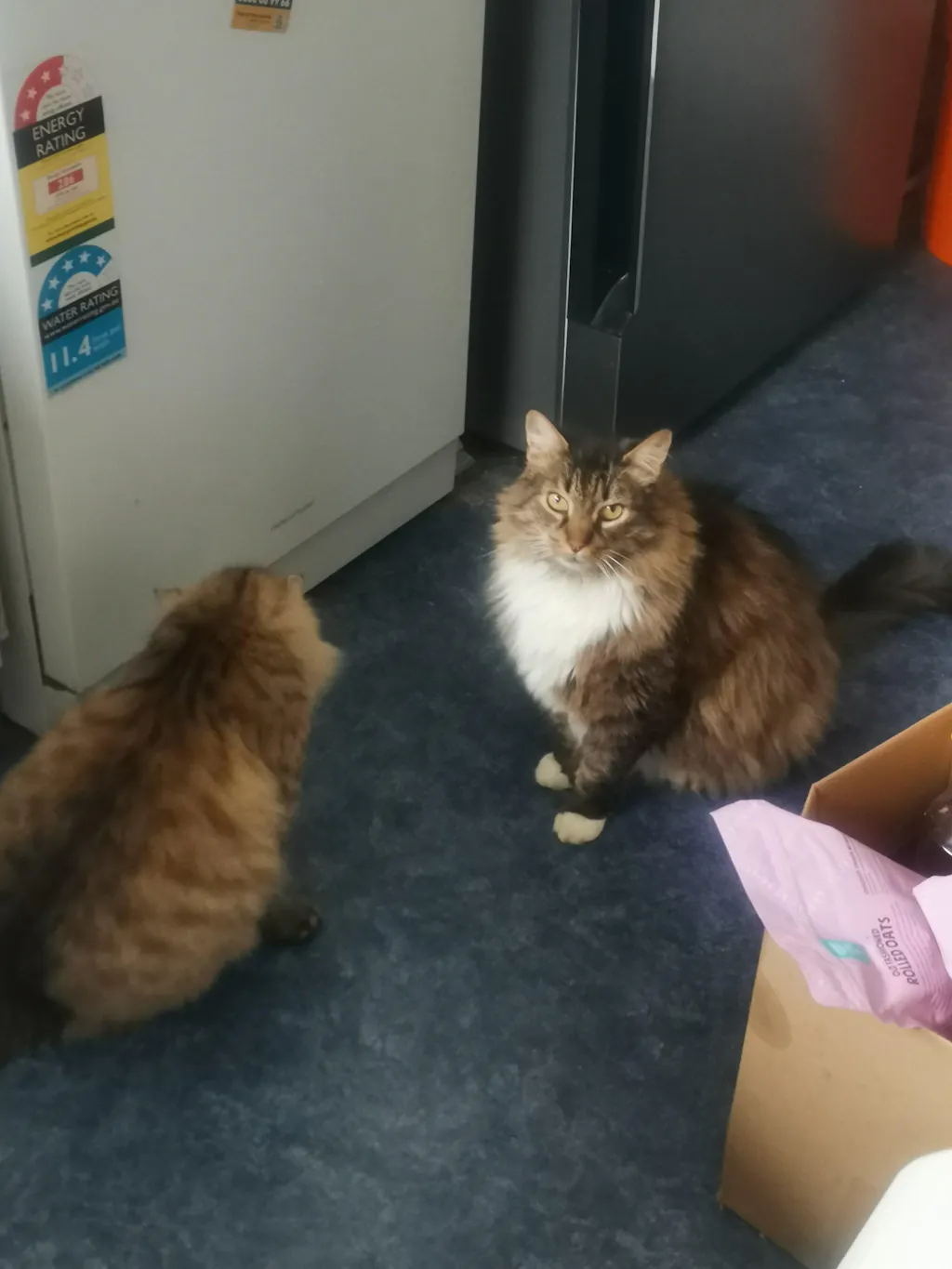 New Zealand Cat Kibbles and Cat Meal Topper Bundle Deals