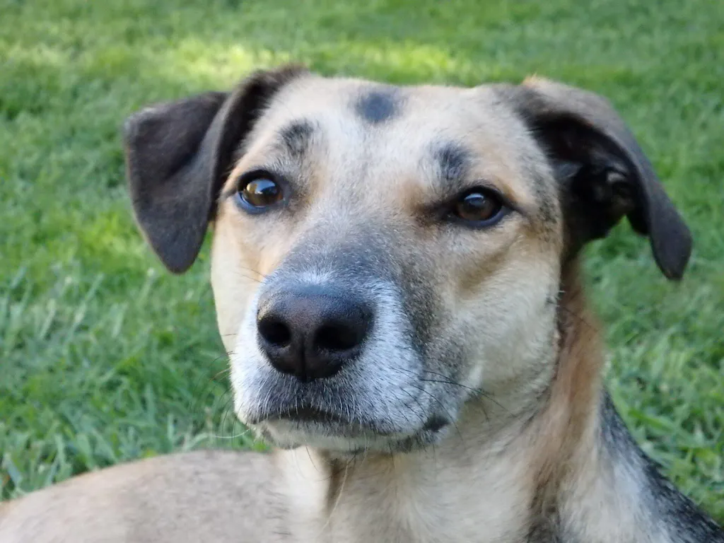 New Zealand Grain-Free Adult Dog Food (12/24 KG)