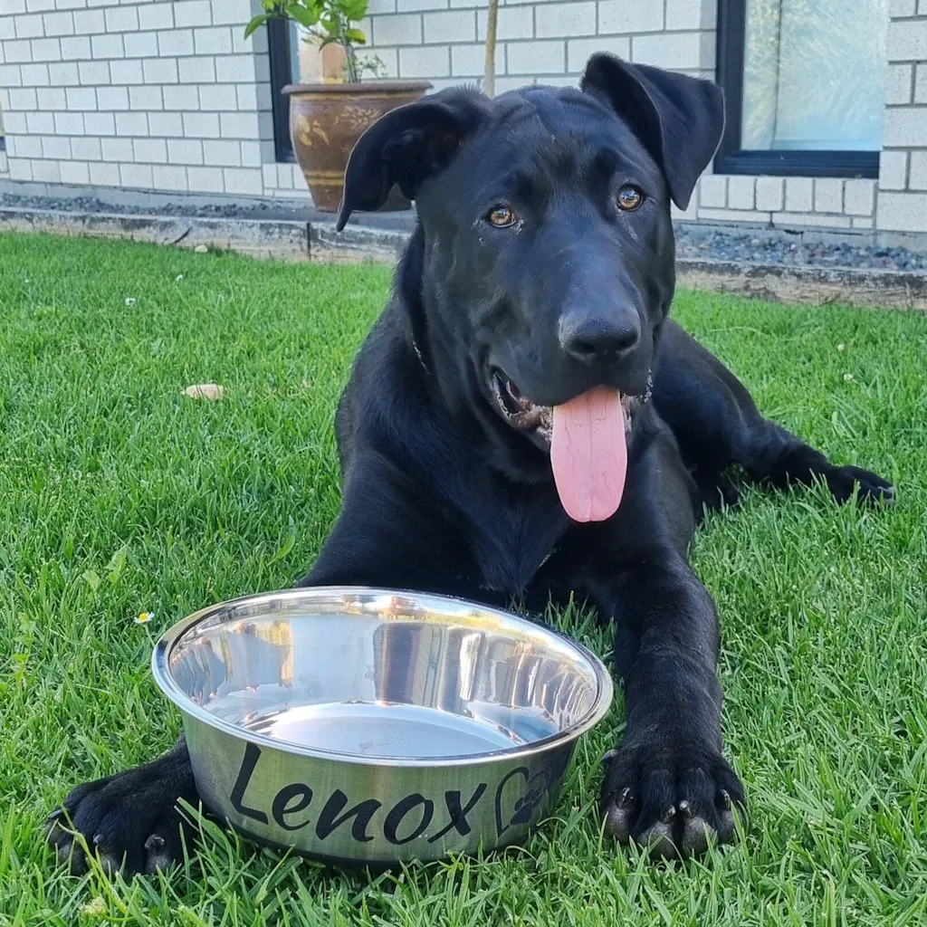 New Zealand Grain-Free Adult Dog Food (12/24 KG)