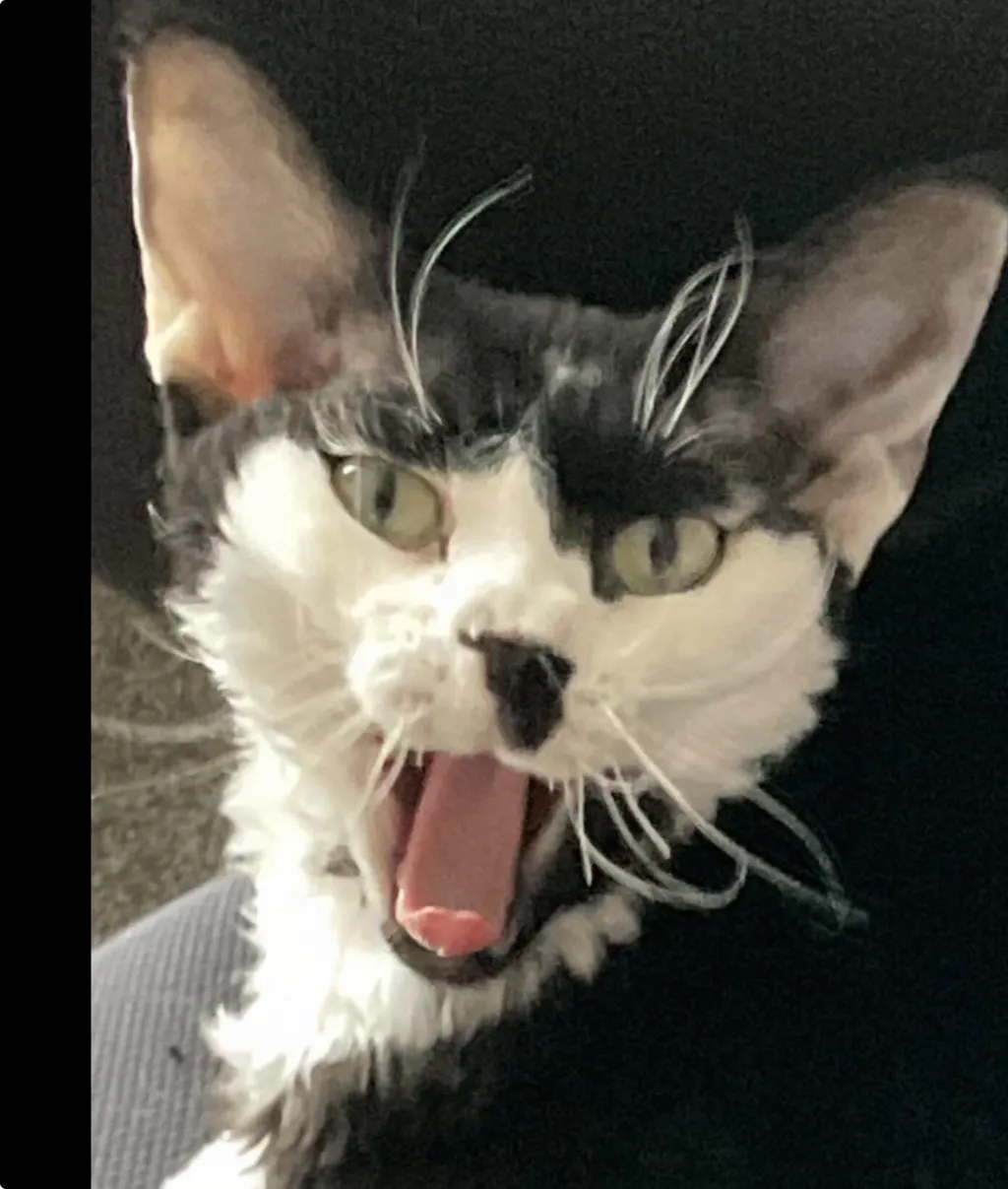 New Zealand Grain-Free Cat Food for All Life Stages (3/9 KG)