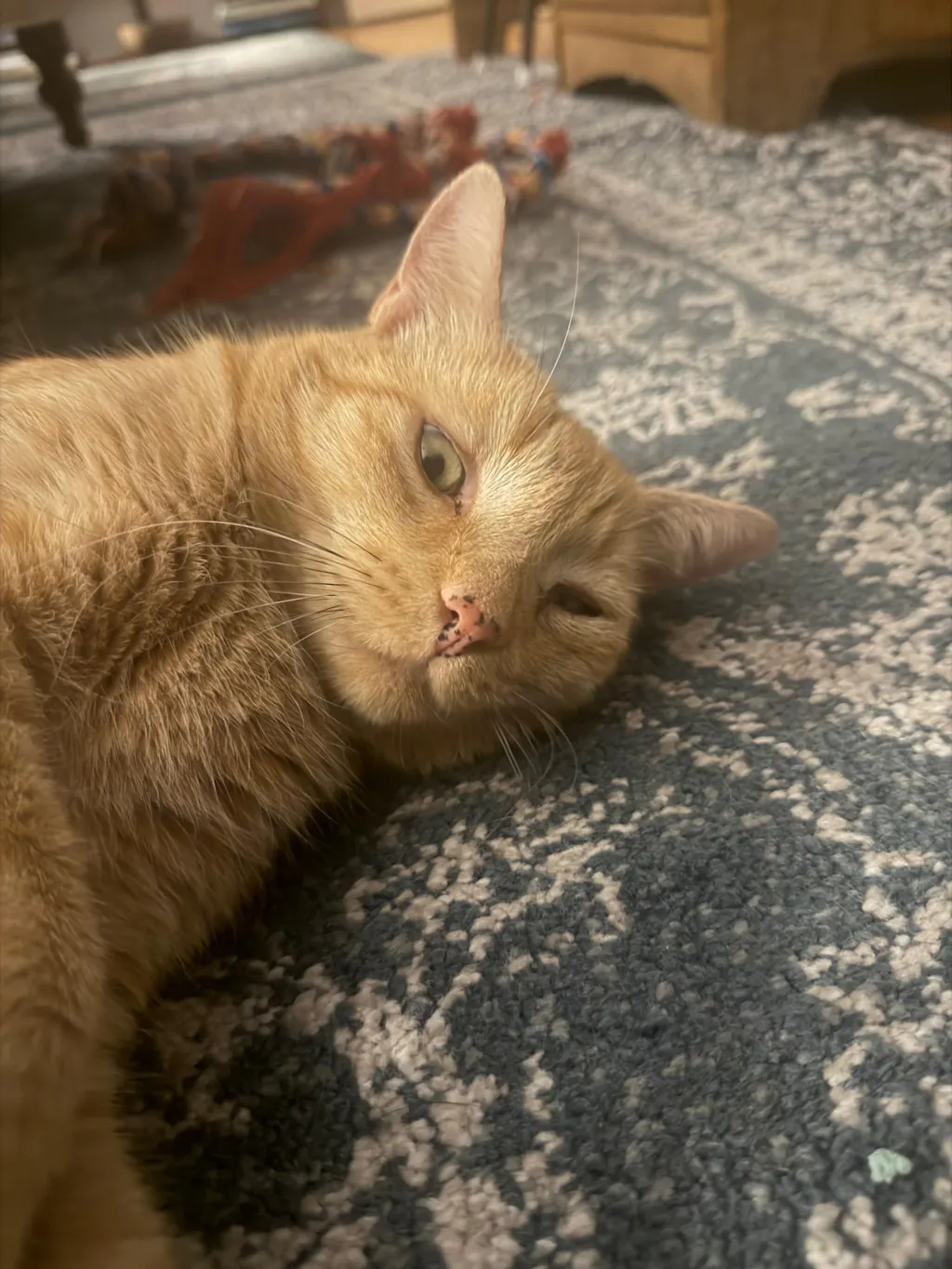 New Zealand Grain-Free Cat Food for All Life Stages (3/9 KG)