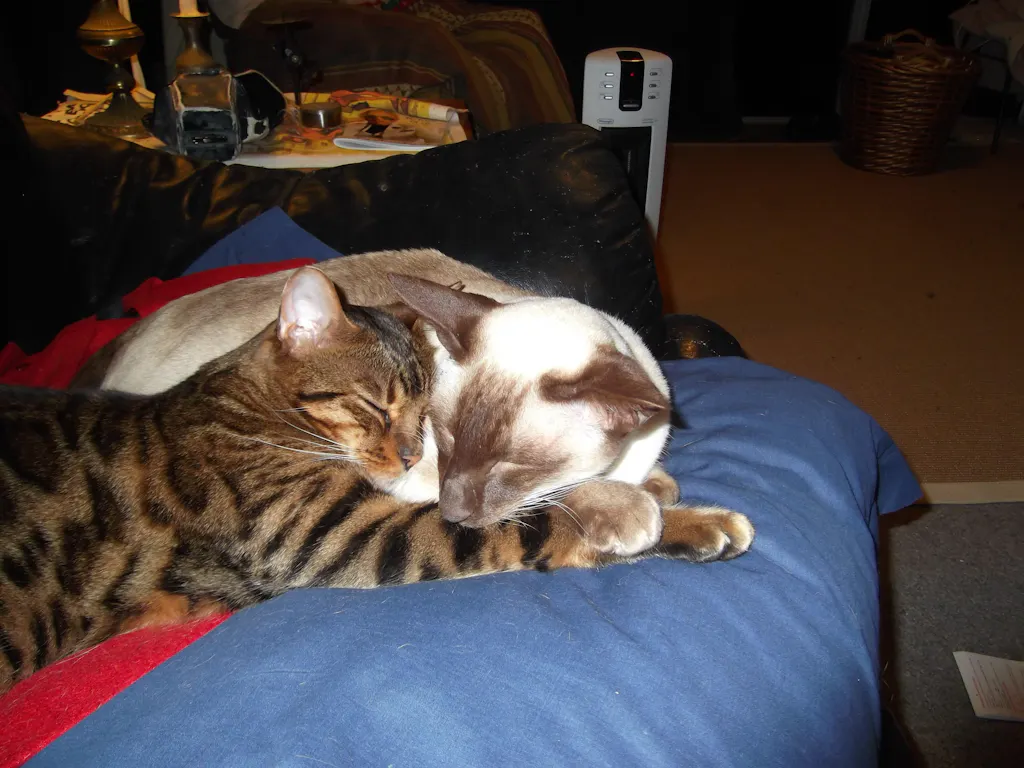 New Zealand Grain-Free Cat Food for All Life Stages (3/9 KG)