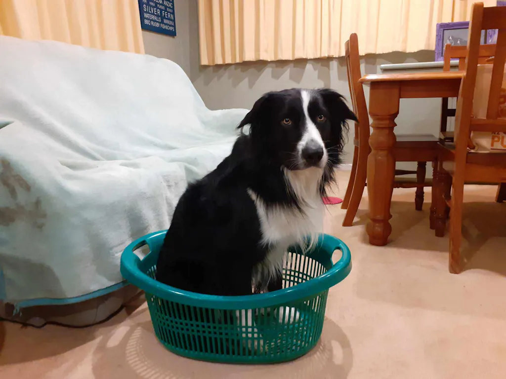 New Zealand Grain-Free Adult Dog Food (12/24 KG)