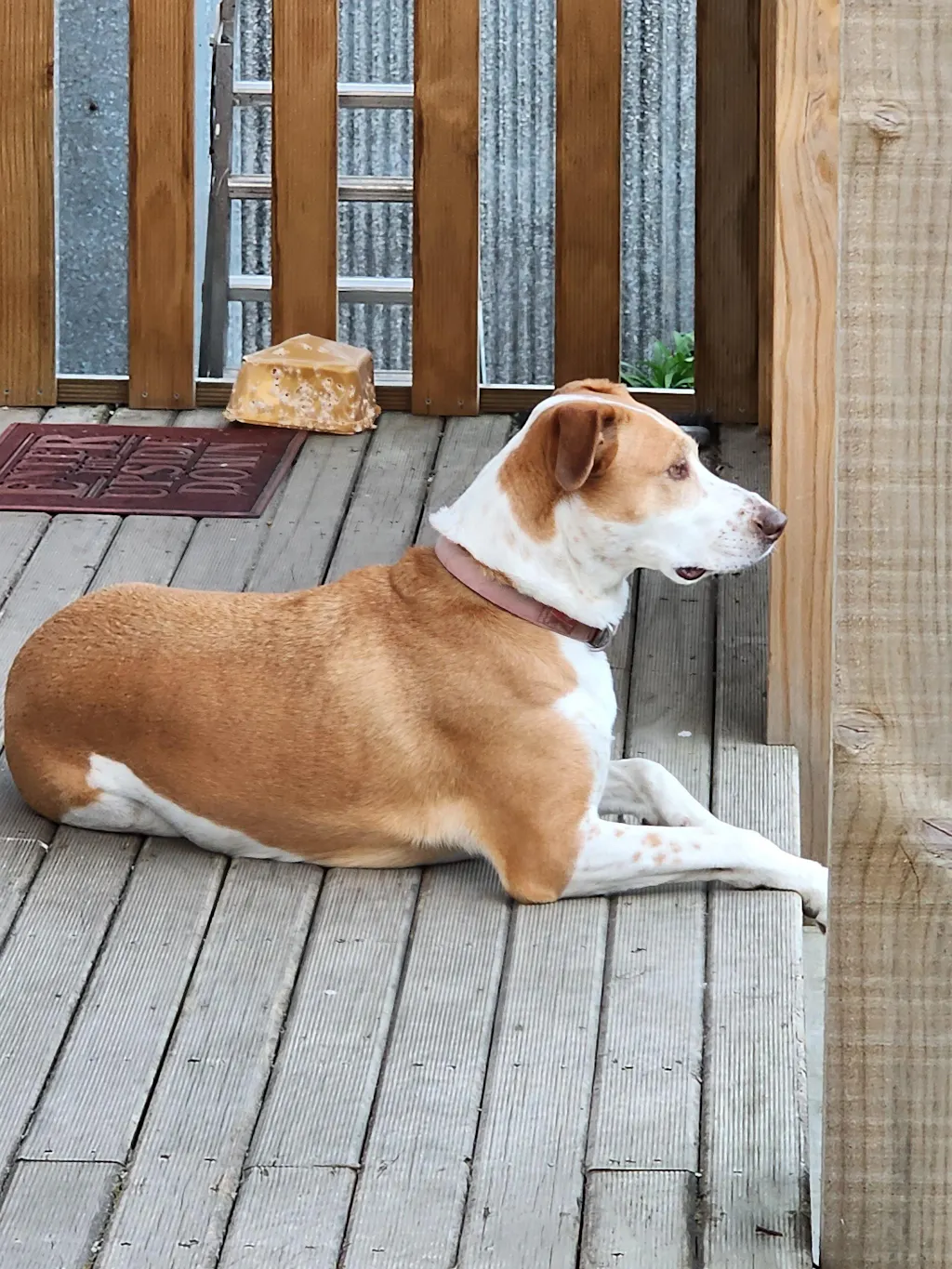 New Zealand Grain-Free Adult Dog Food (12/24 KG)