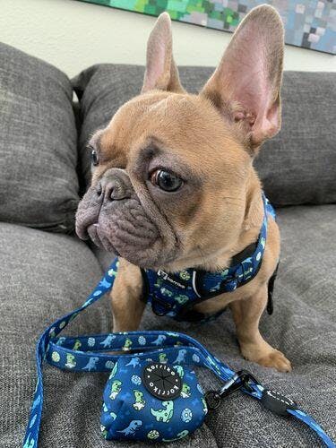 Cheese Essential Walk Set | 3-Piece Matching Harness, Leash & Poop