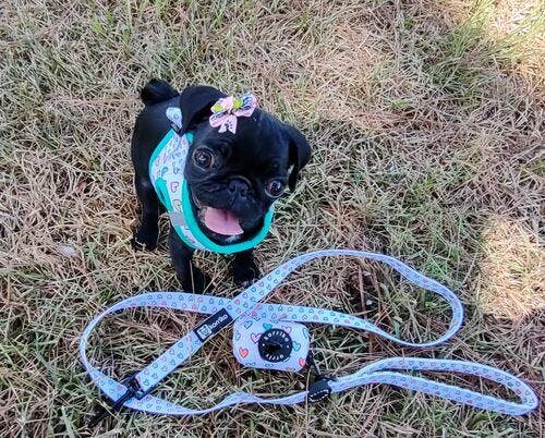 Poop Bag Dispenser Pizza | Korriko – Korriko Pet Supply